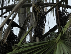 Turdus merula cabrerae