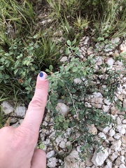 Prosopis reptans