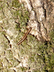 Helicorthomorpha holstii