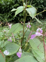 Impatiens balfourii