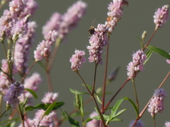 Persicaria bicornis