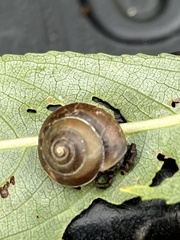 Hygromia cinctella