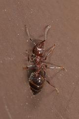 Crematogaster