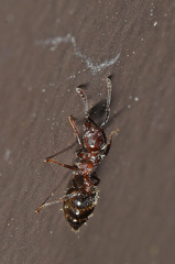 Crematogaster