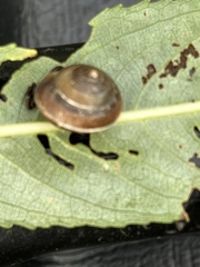 Hygromia cinctella