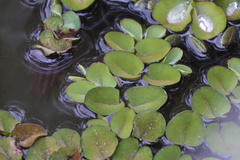 Salvinia molesta