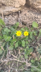 Hyoseris radiata
