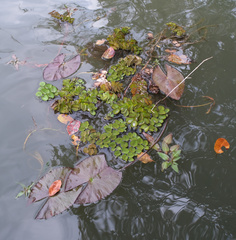 Salvinia molesta