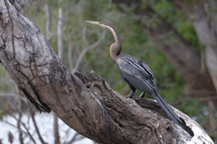 Anhinga rufa