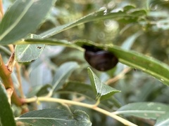Hygromia cinctella