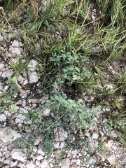 Prosopis reptans