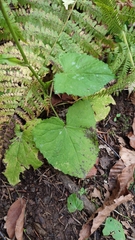 Lactucinae