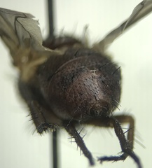 Tachinidae