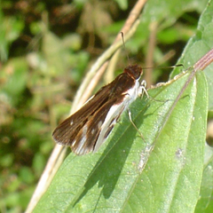 Vettius fantasos