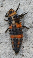 Hippodamia convergens