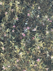 Magnoliopsida