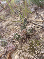 Grusonia