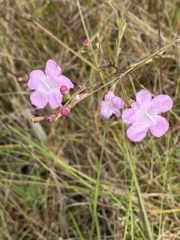 Agalinis linifolia