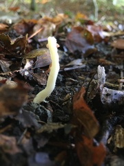 Clavaria falcata