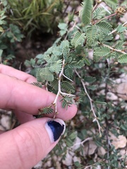 Prosopis reptans