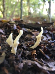 Clavaria falcata