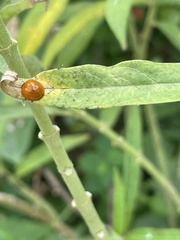 Cycloneda sanguinea