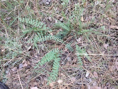 Astragalus douglasii parishii