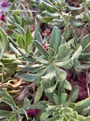 Dimorphotheca