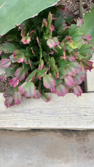 Schlumbergera truncata