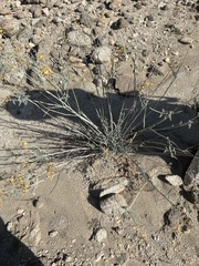 Hoffmannseggia microphylla