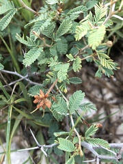 Prosopis reptans
