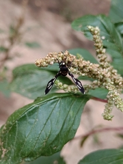 Amata sperbius