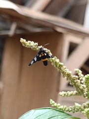 Amata sperbius