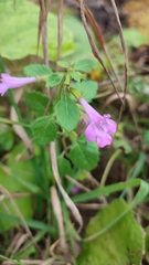Clinopodium grandiflorum