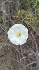 Calystegia macrostegia