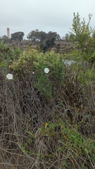 Calystegia macrostegia