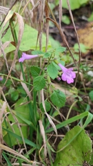Clinopodium grandiflorum