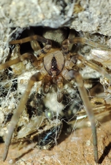 Filistata insidiatrix