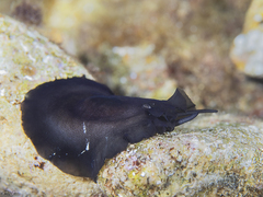 Scutus antipodes