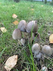 Coprinopsis atramentaria