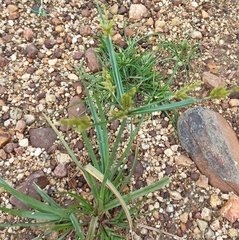 Cyperus compressus