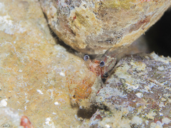 Cuapetes tenuipes
