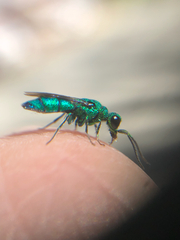 Caenochrysis