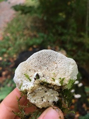Trametes gibbosa