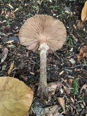 Armillaria cepistipes