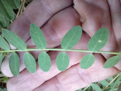 Astragalus douglasii parishii