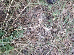 Astragalus douglasii parishii