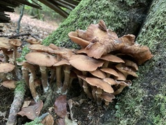 Armillaria cepistipes