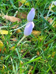 Crocus kotschyanus