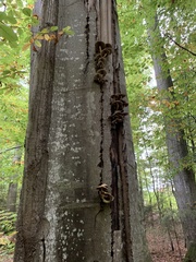 Armillaria cepistipes